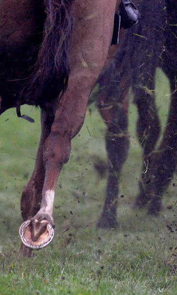 Making the grade: Ocean Knight, winner of the Sam F. Davis Stakes